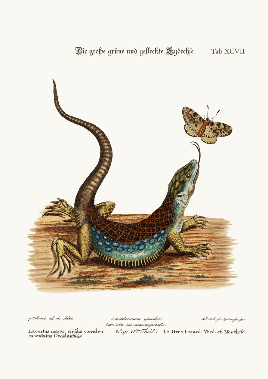 O grande lagarto verde e manchado, 1749-73 de George Edwards