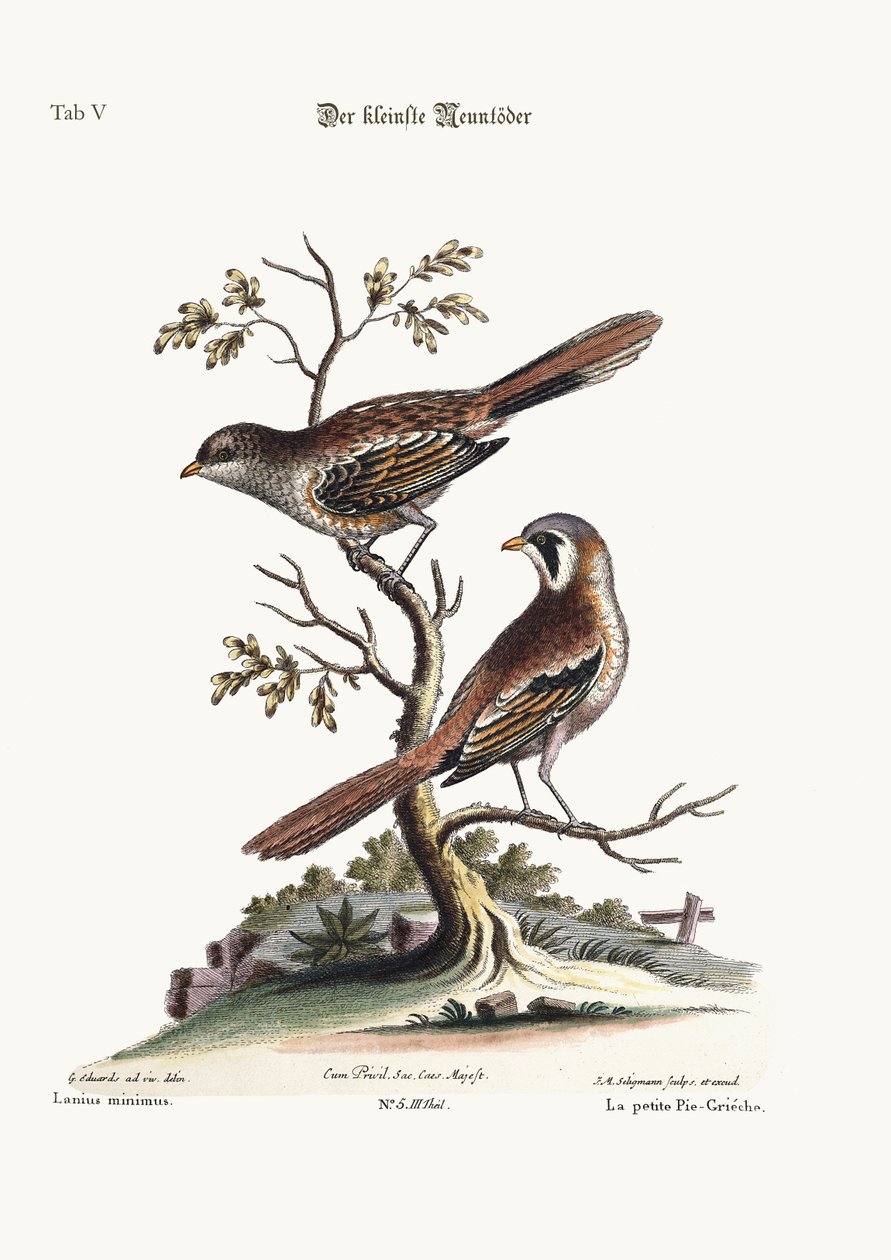 O menos Butcher-Bird, 1749-73 de George Edwards