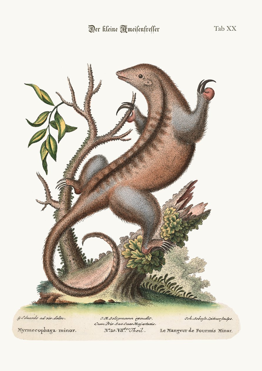 O pequeno Ant-Eater, 1749-73 de George Edwards