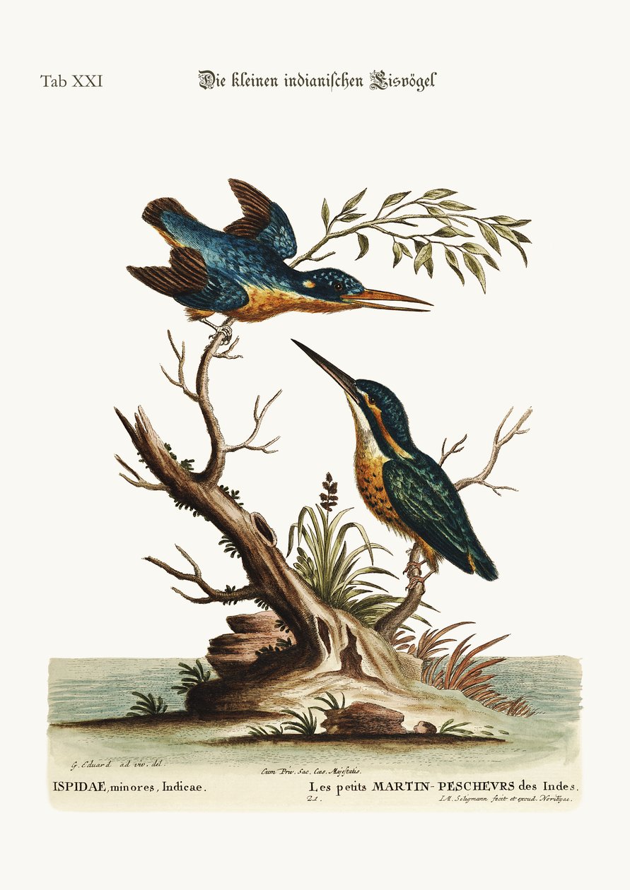 Os pequenos martinhos pescadores indianos, 1749-73 de George Edwards
