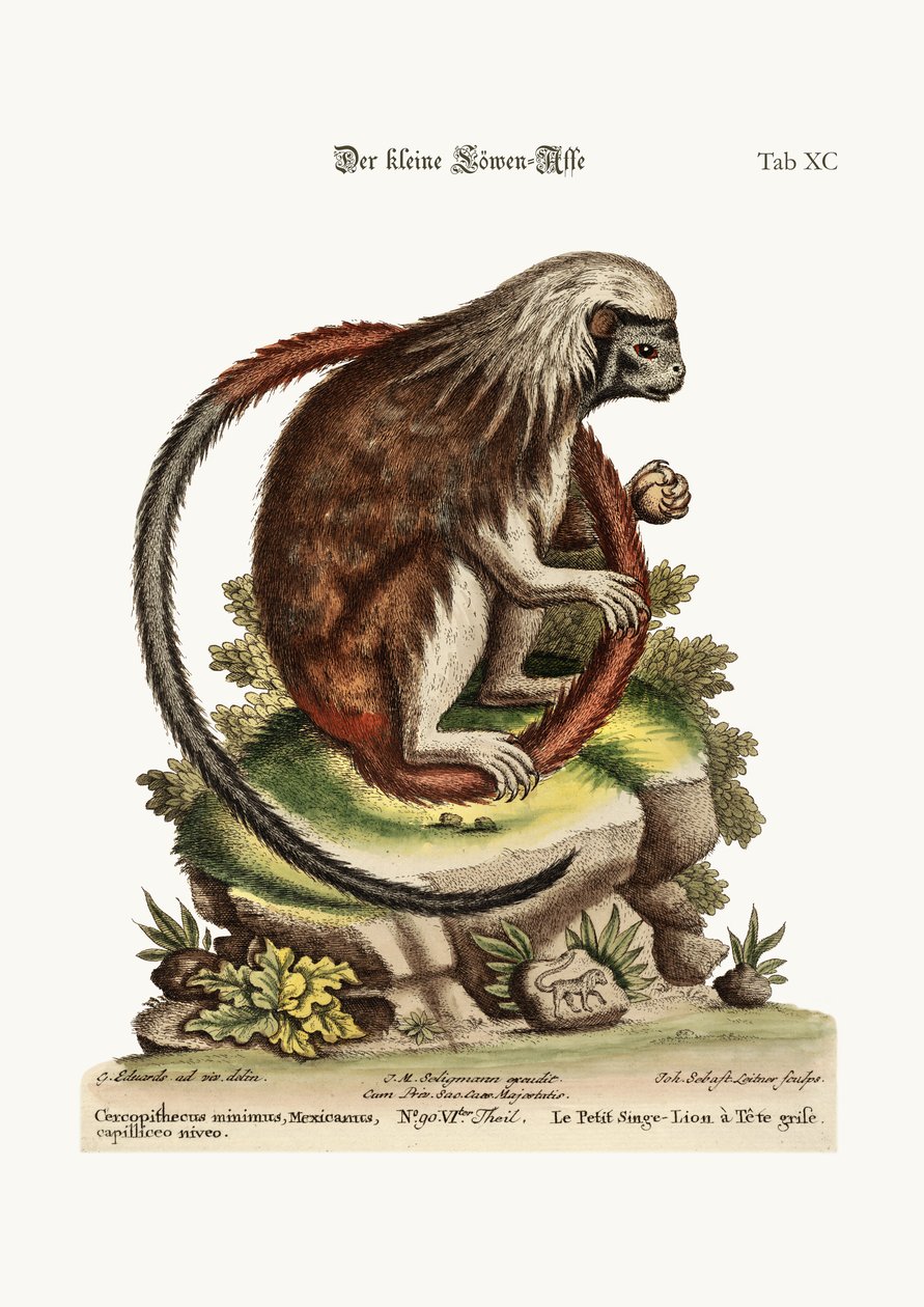 O pequeno macaco-leão, 1749-73 de George Edwards