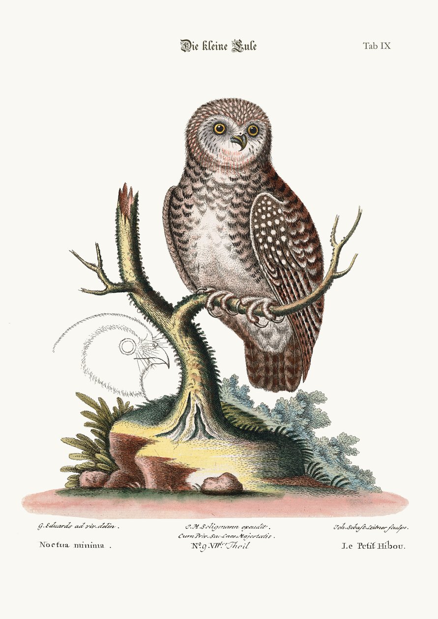A coruja pequena, 1749-73 de George Edwards