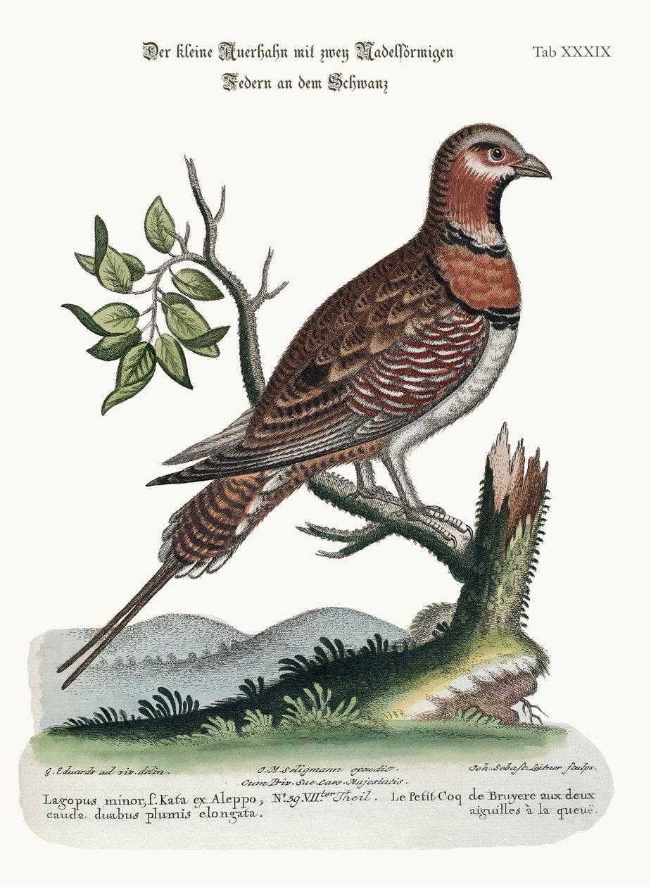 O pequeno Grous de cauda de alfinete, 1749-73 de George Edwards