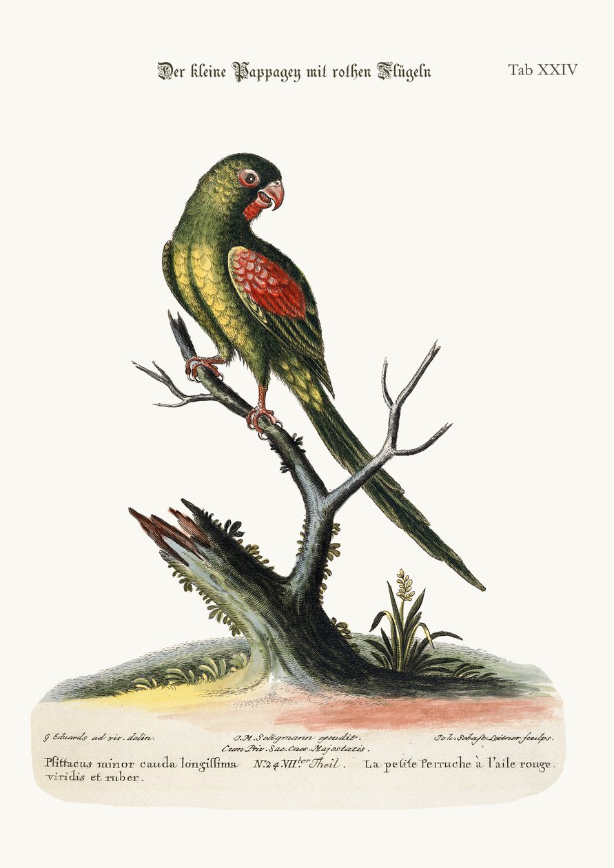 O pequeno Parrakeet de asas vermelhas, 1749-73 de George Edwards