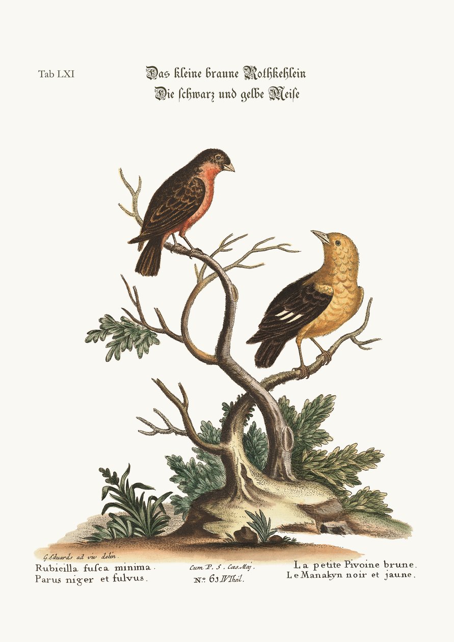 O pequeno Dom-fafe marrom. O manakyn preto e amarelo, 1749-73 de George Edwards