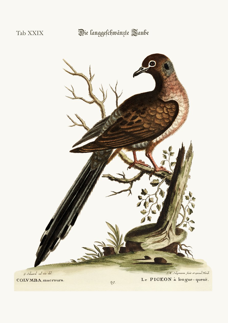 A Pomba-de-cauda-comprida, 1749-73 de George Edwards