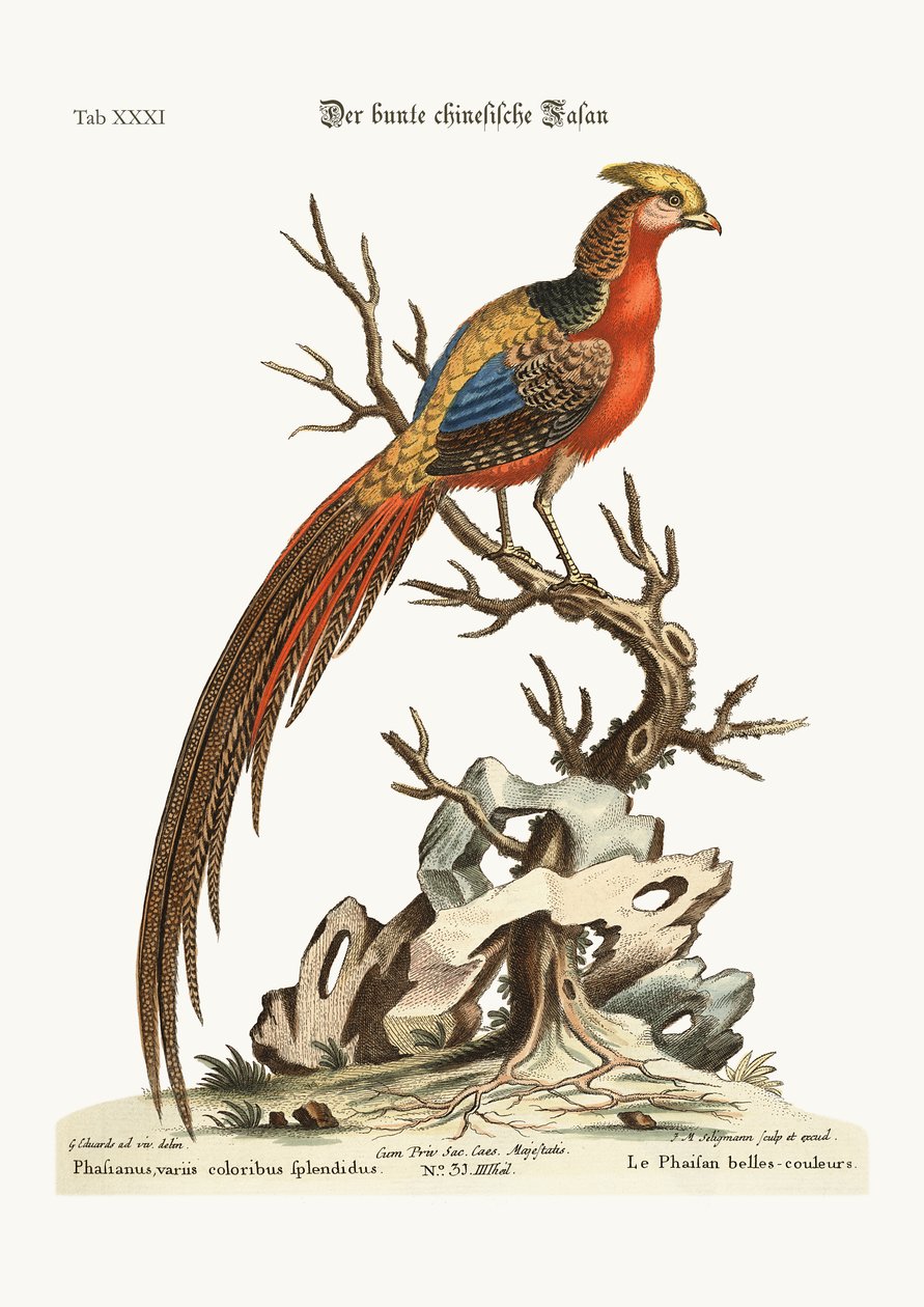 O faisão pintado da China, 1749-73 de George Edwards