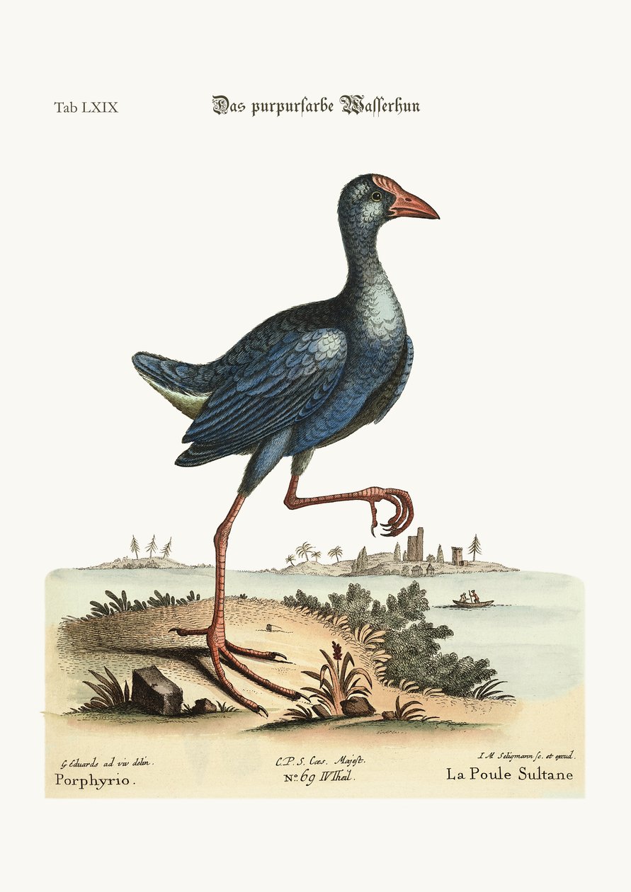 A gravura de cor púrpura, 1749-73 de George Edwards
