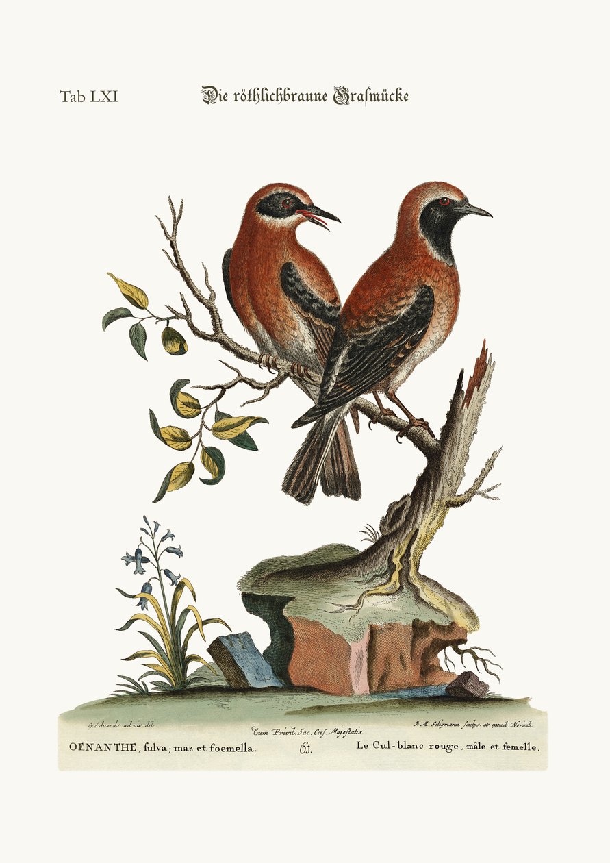A orelha de trigo vermelha ou avermelhada, 1749-73 de George Edwards