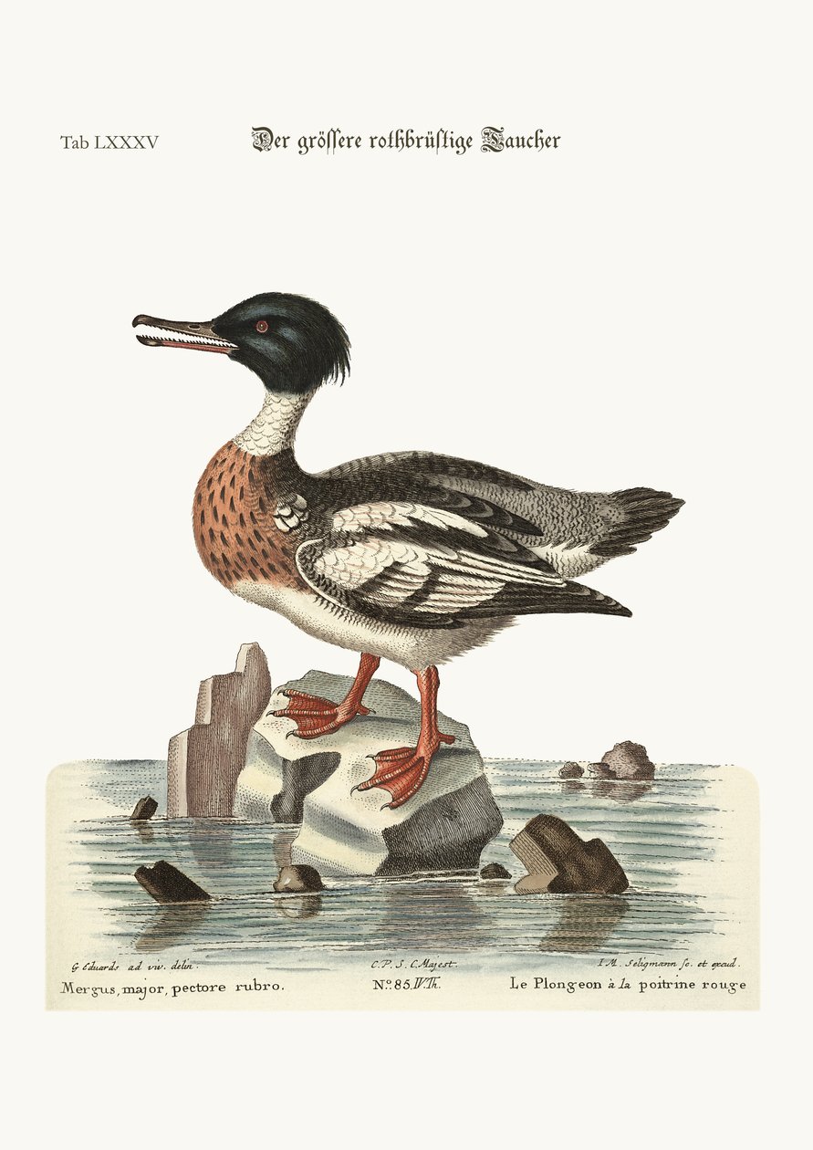 O Goosander de peito vermelho, 1749-73 de George Edwards