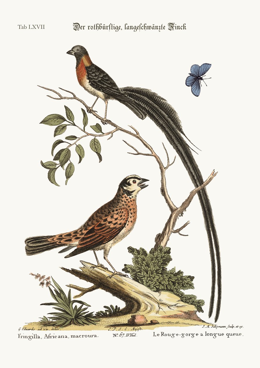 O tentilhão de cauda longa, de peito vermelho, 1749-73 de George Edwards