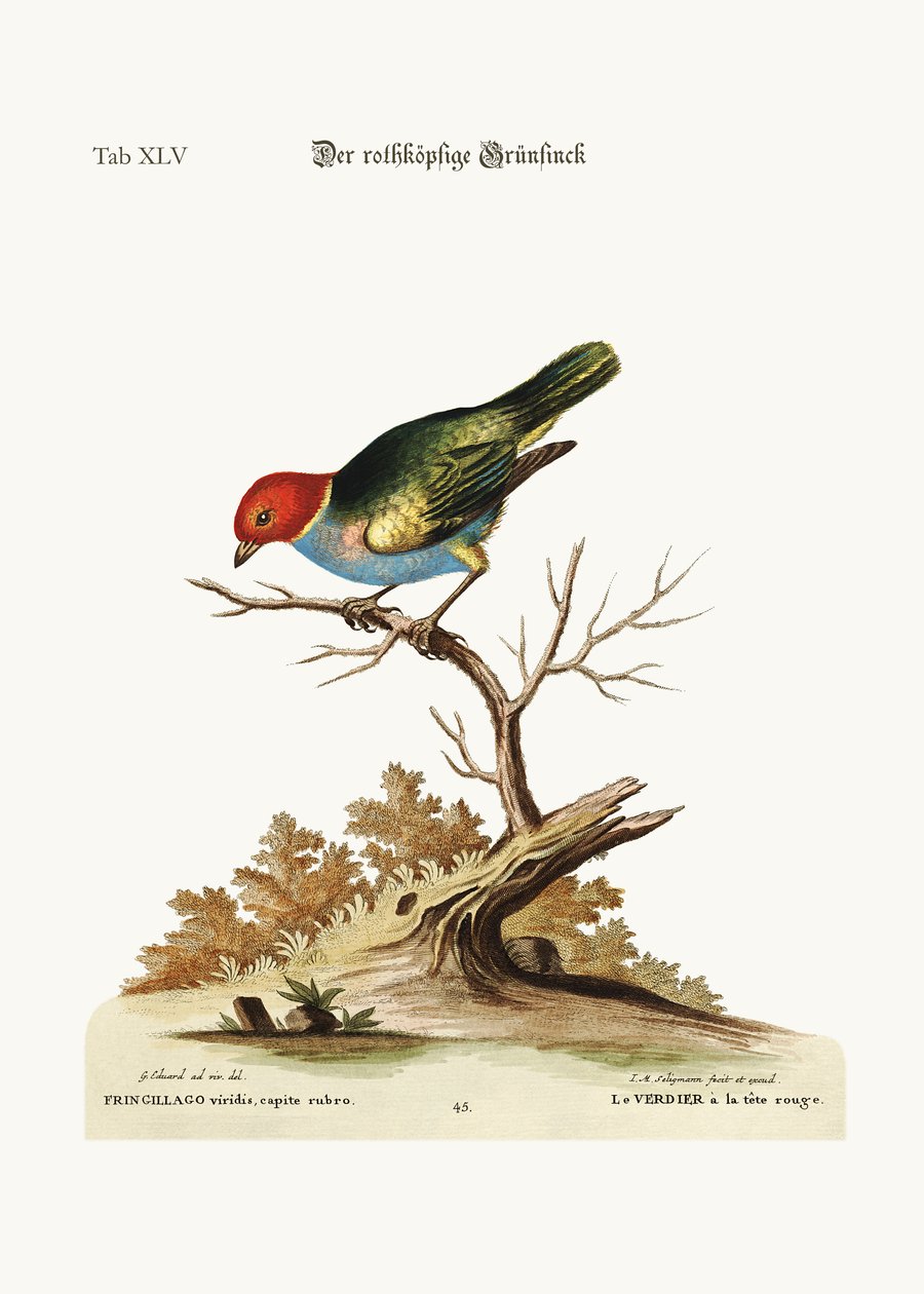 O Green-Finch ruivo, 1749-73 de George Edwards