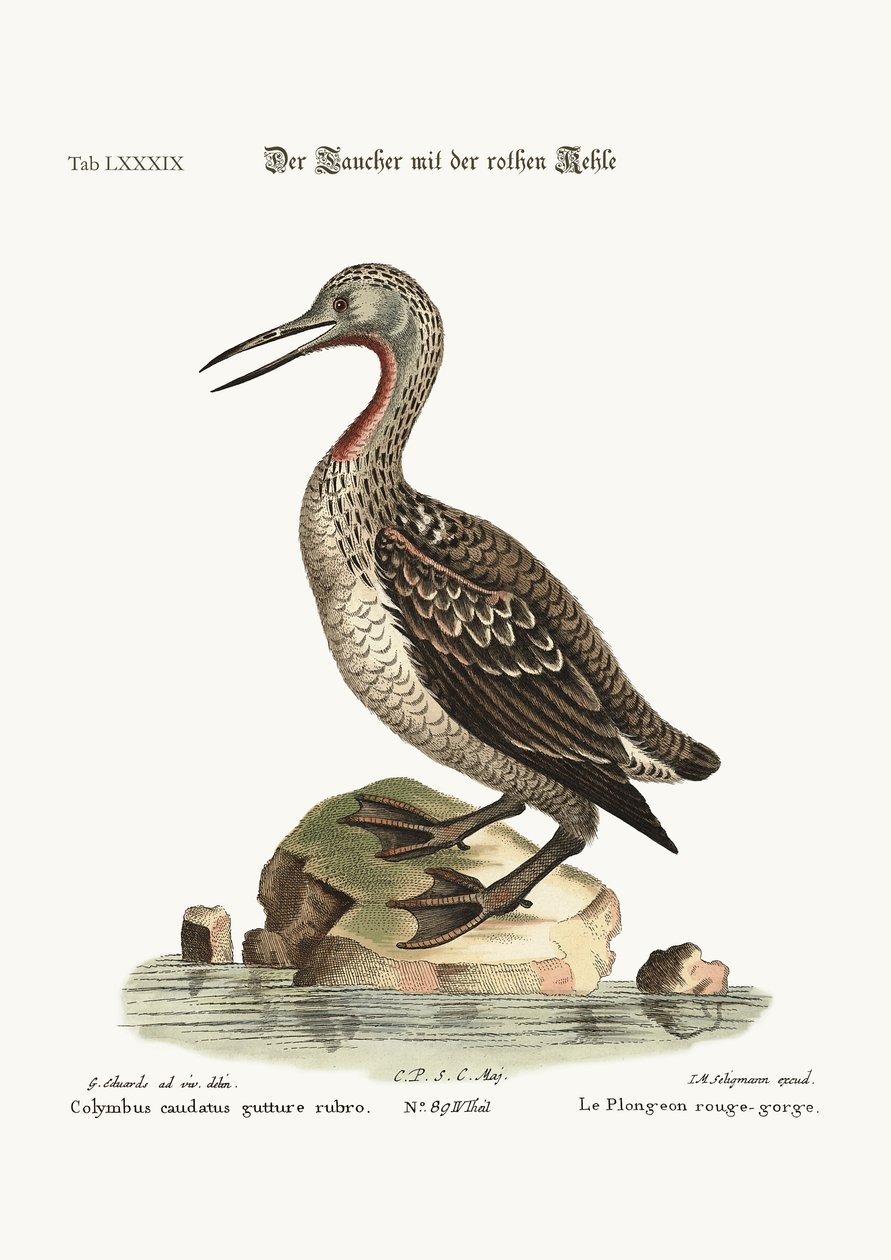 O patinho-de-garganta-vermelha ou Loon, 1749-73 de George Edwards