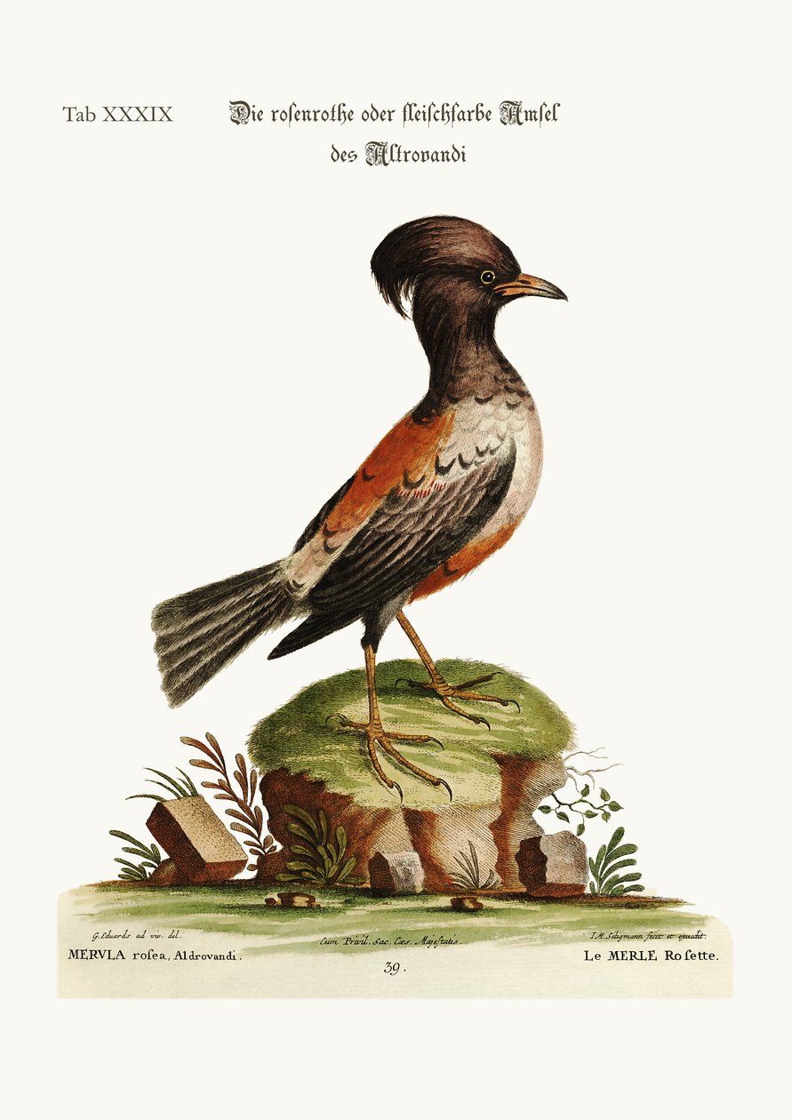 A rosa ou cravo Ouzel de Aldrovandi, 1749-73 de George Edwards