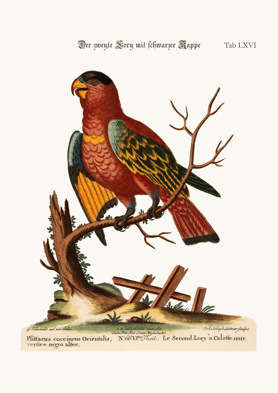 O segundo Lory preto-tampado, 1749-73 de George Edwards