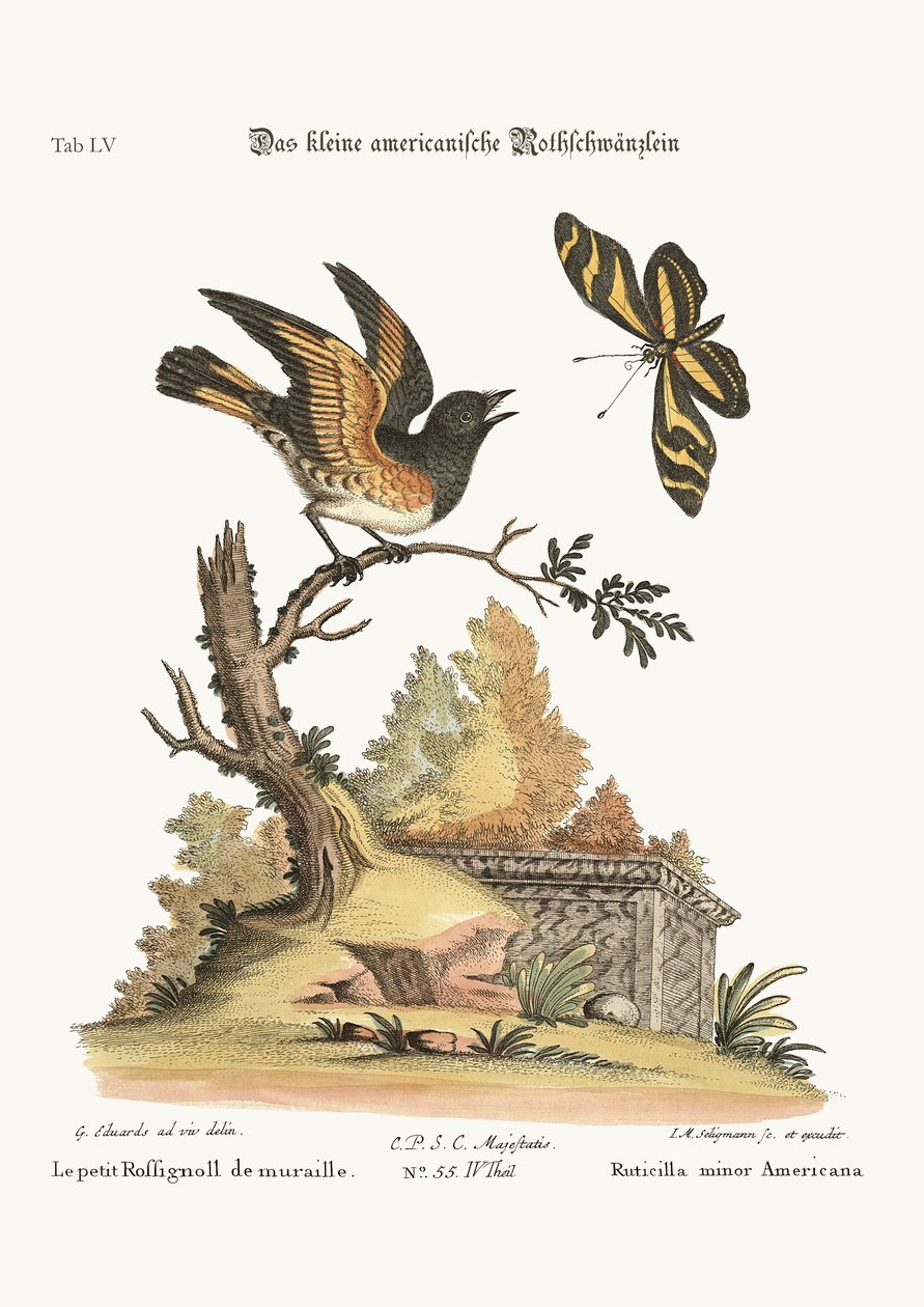 O pequeno americano Redstart, 1749-73 de George Edwards
