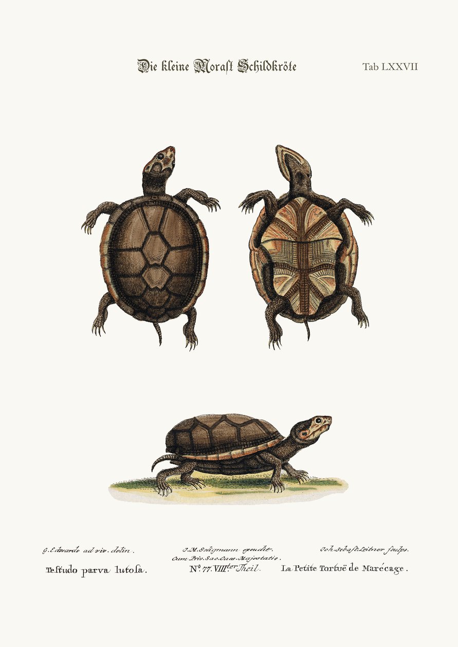 A pequena tartaruga da lama, 1749-73 de George Edwards