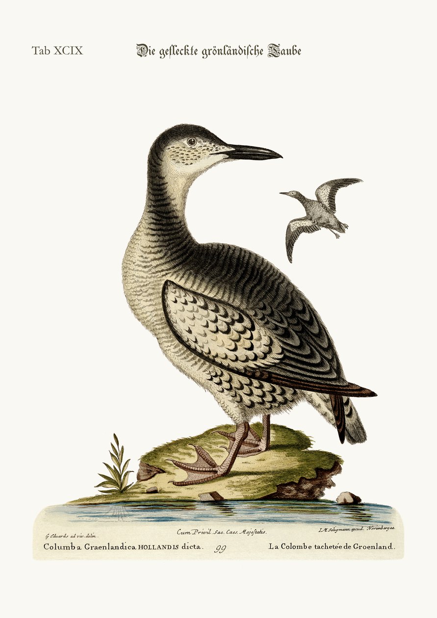 A Pomba-da-Groenlândia, 1749-73 de George Edwards
