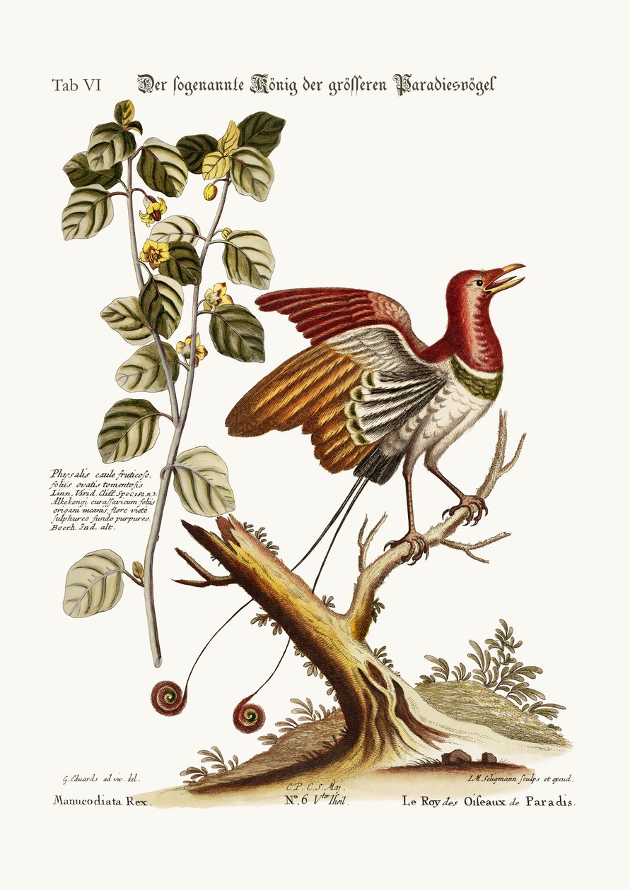 O suposto rei dos maiores pássaros do paraíso, 1749-73 de George Edwards