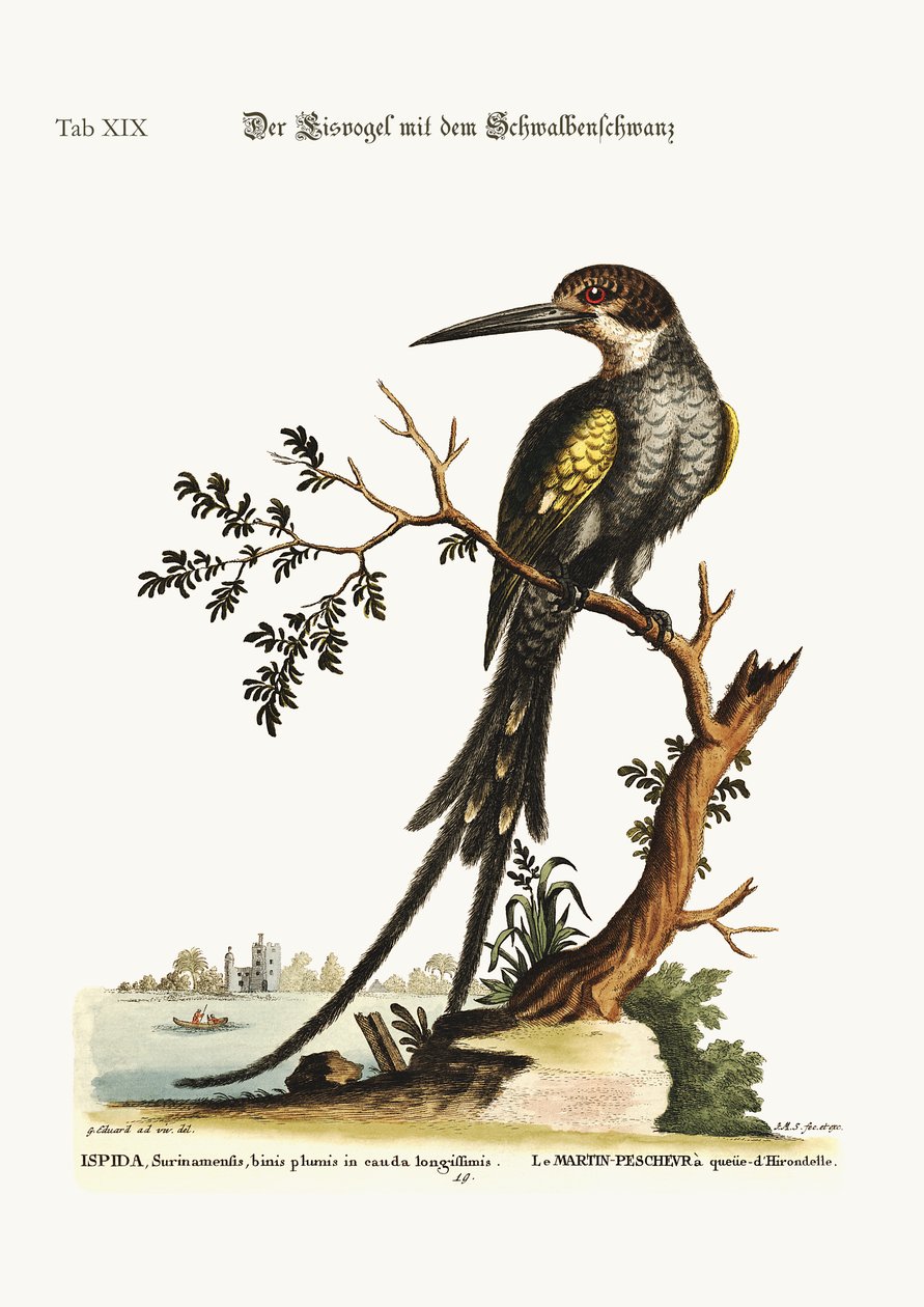 O Martim-pescador rabo-de-andorinha, 1749-73 de George Edwards