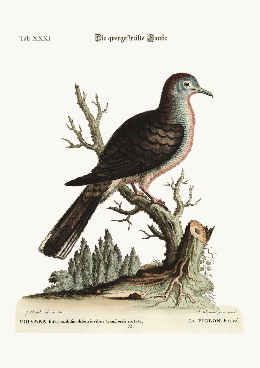 A faixa transversal ou descoberto Dove, 1749-73 de George Edwards