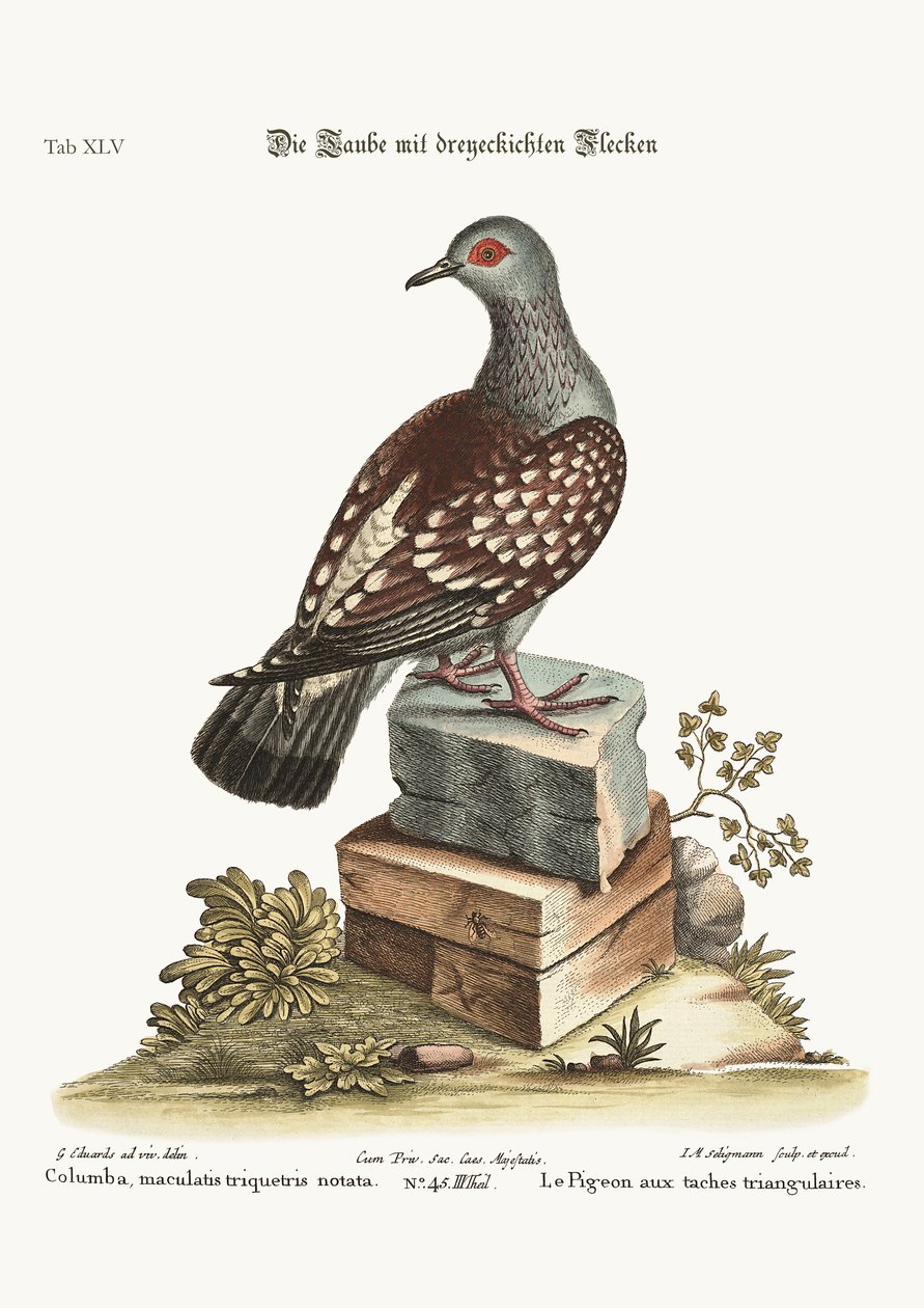 O pombo manchado triangular, 1749-73 de George Edwards