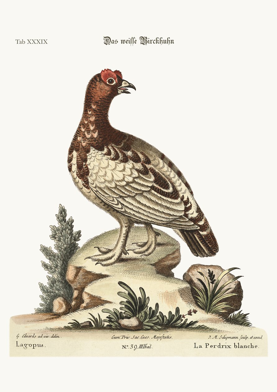 A perdiz branca, 1749-73 de George Edwards