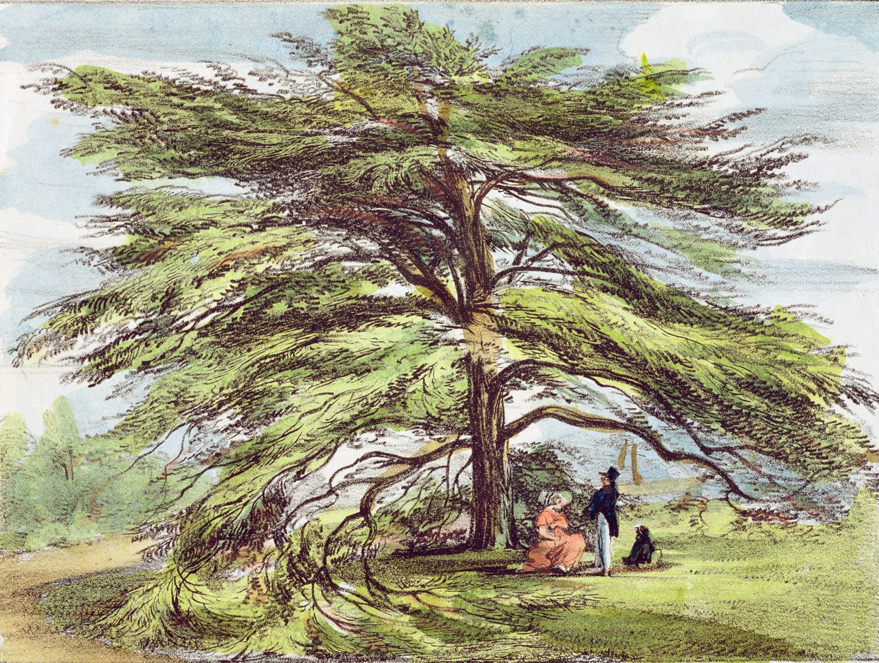 O Cedro do Líbano no Arboreto, Kew Gardens, prato 21 de &39;Kew Gardens: Uma Série de Vinte e Quatro Desenhos em Pedra&39;, gravado por Charles Hullmandel (1789-1850) publicado em 1820 (l de George Ernest Papendiek