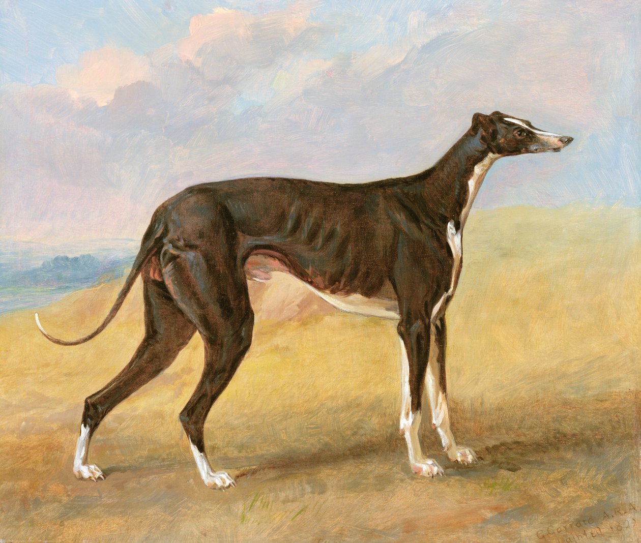 Um dos Greyhounds vencedores de George Lane Fox: o Greyhound preto e branco, Turk, também conhecido como Eagle, 1822 de George Garrard