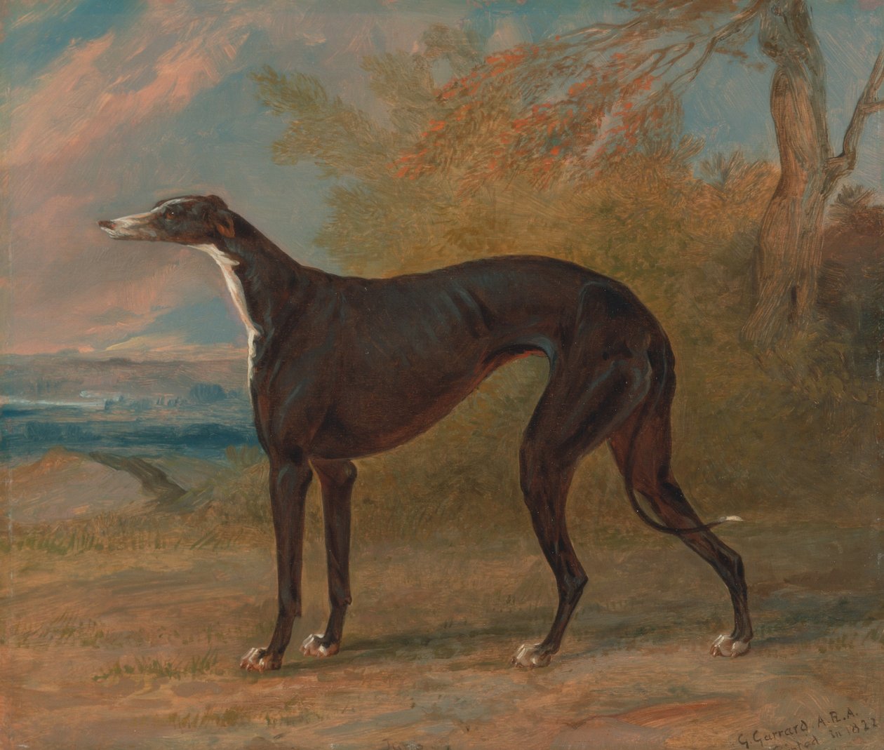 Um dos George Lane Foxs Winning Greyhounds, o preto e branco Greyhound Bitch, Juno, também chamado ... de George Garrard