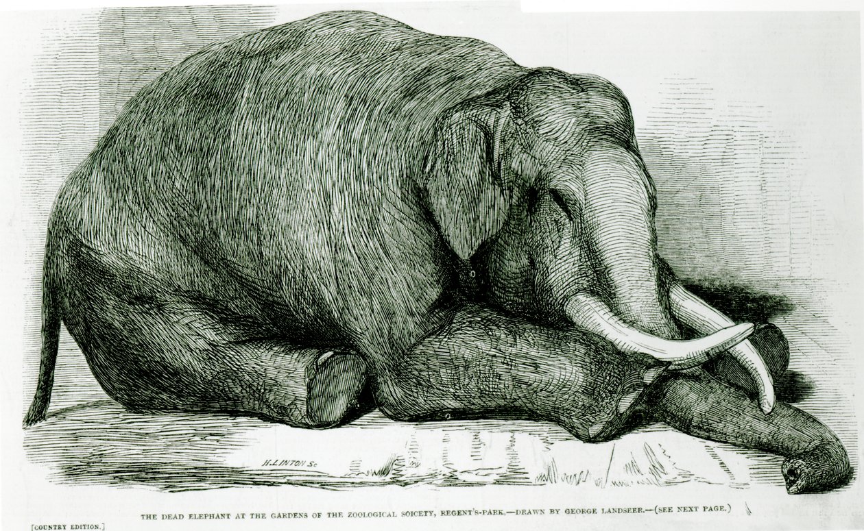 O elefante morto nos jardins da Sociedade Zoológica, Regents Park, de &39;The London Illustrated News&39; de George Landseer