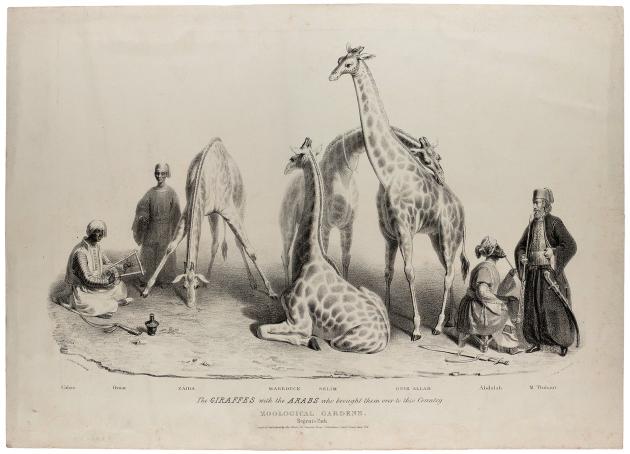 As girafas com os árabes que as trouxeram para este país, Jardins Zoológicos, Regents Park, Londres, junho de 1836, litografia de Charles Hullmandel (1789-1850) de George Snr Scharf