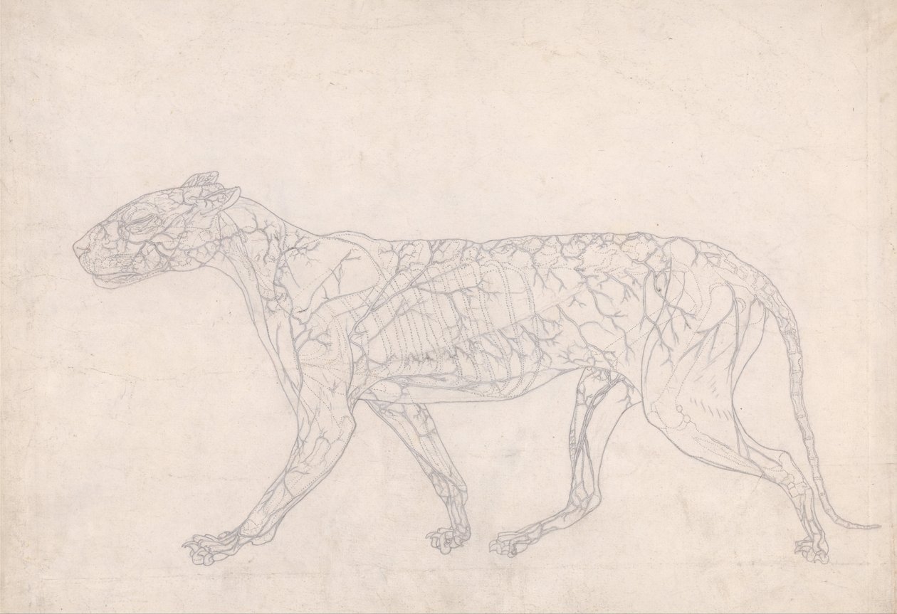 Uma exposição anatômica comparativa da estrutura do corpo humano com a de um tigre e uma co ... de George Stubbs