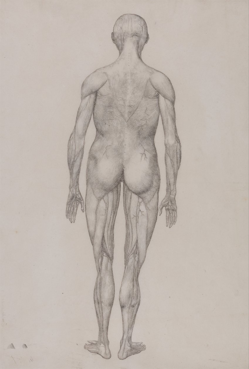 Uma exposição anatômica comparativa da estrutura do corpo humano com a de um tigre e uma co ... de George Stubbs