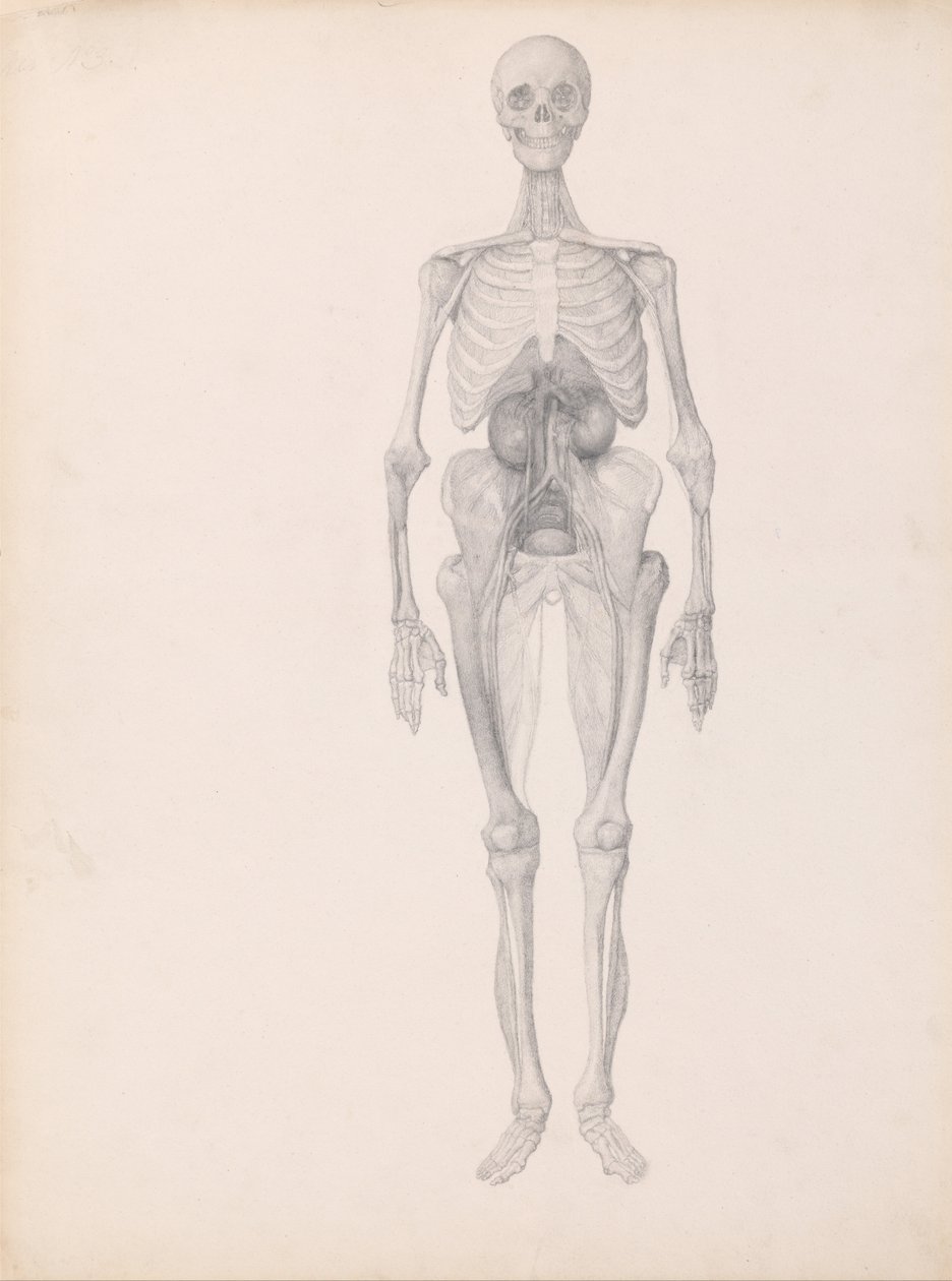 Uma exposição anatômica comparativa da estrutura do corpo humano com a de um tigre e uma co ... de George Stubbs