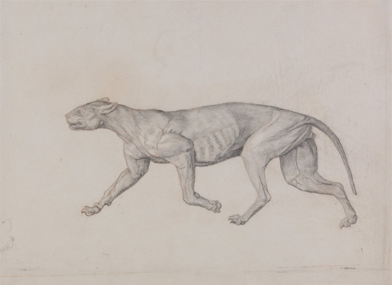 Uma exposição anatômica comparativa da estrutura do corpo humano com a de um tigre e uma co ... de George Stubbs
