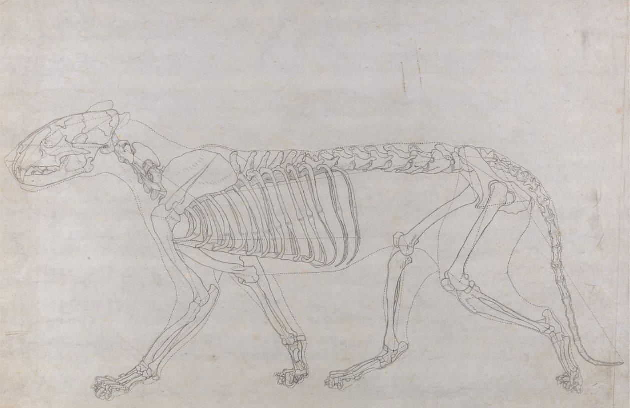 Uma exposição anatômica comparativa da estrutura do corpo humano com a de um tigre e uma co ... de George Stubbs