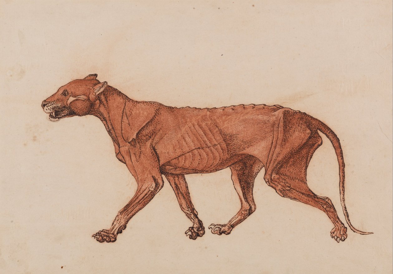 Uma exposição anatômica comparativa da estrutura do corpo humano com a de um tigre e uma co ... de George Stubbs