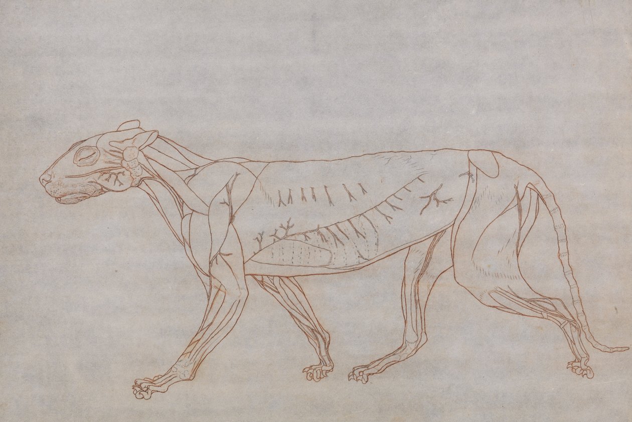 Uma exposição anatômica comparativa da estrutura do corpo humano com a de um tigre e uma co ... de George Stubbs