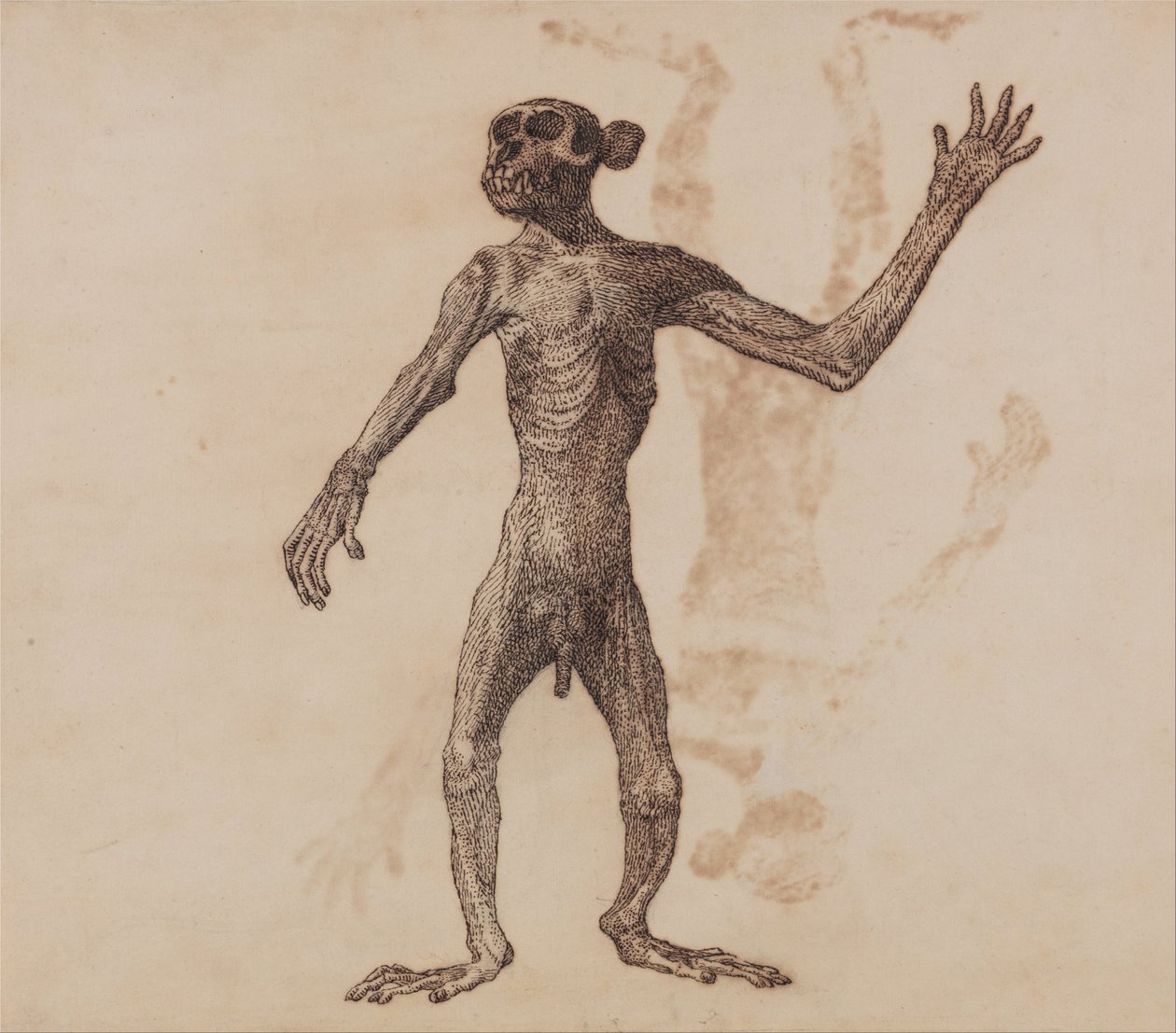 Uma exposição anatômica comparativa da estrutura do corpo humano com a de um tigre e uma co ... de George Stubbs