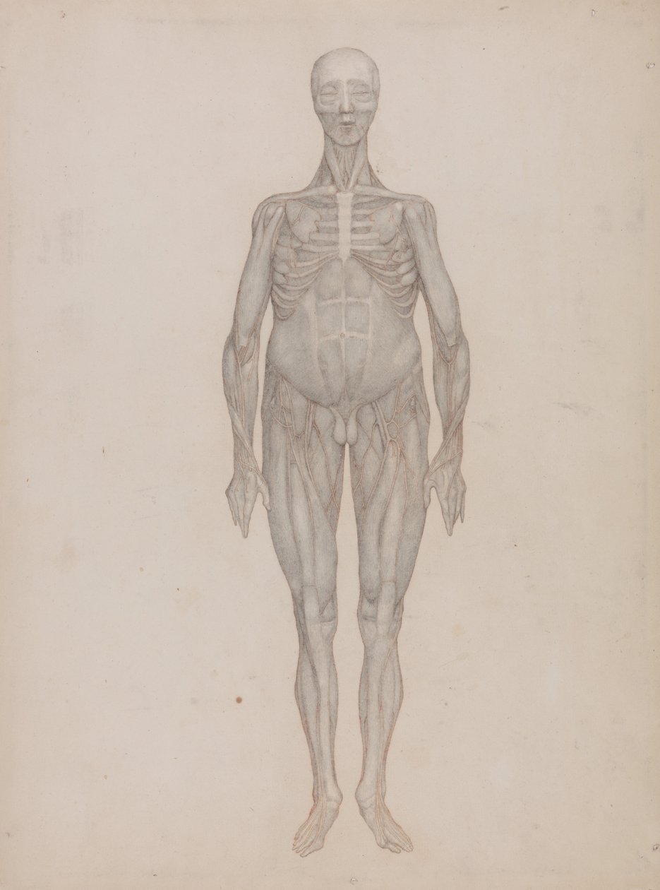 Uma exposição anatômica comparativa da estrutura do corpo humano com a de um tigre e uma co ... de George Stubbs