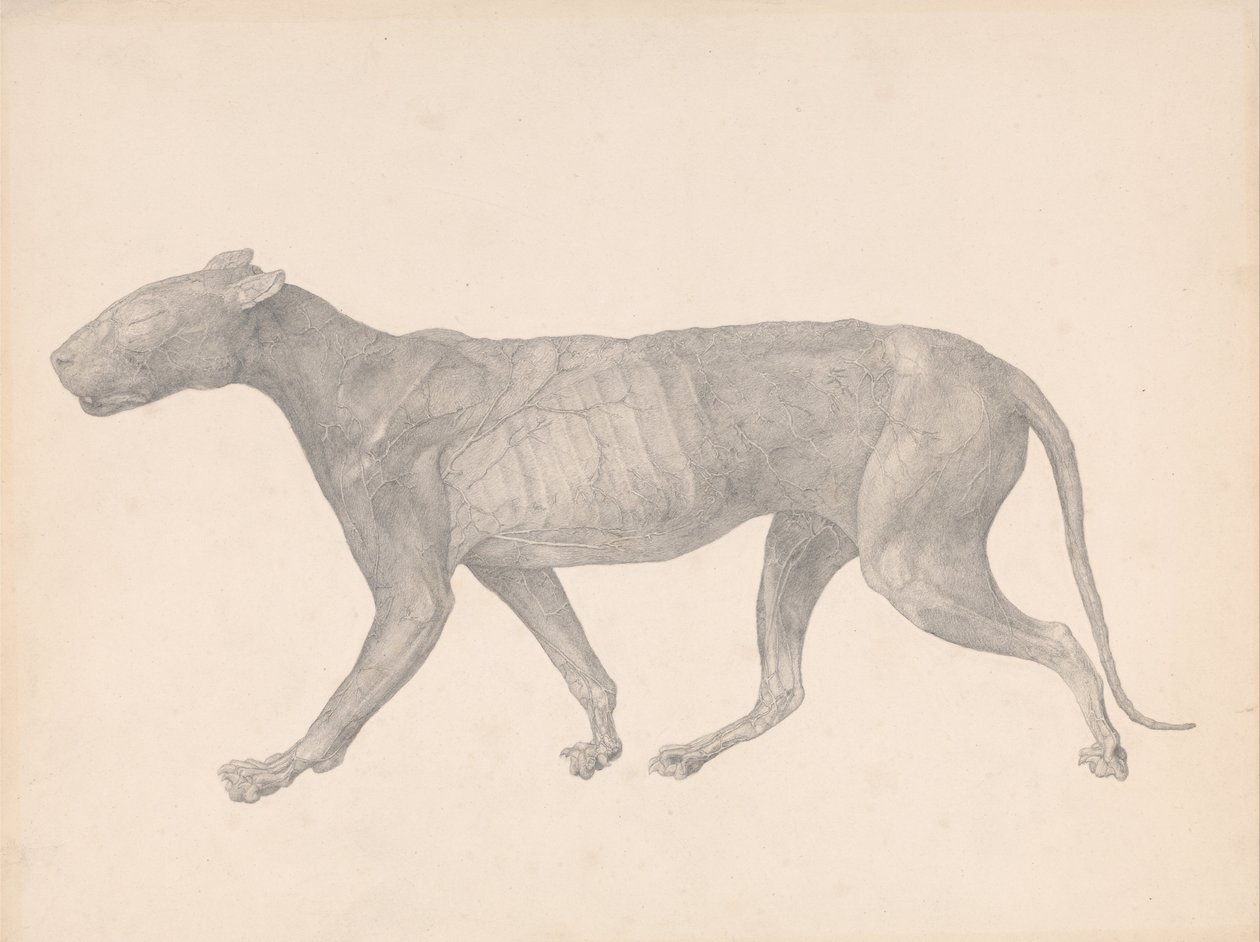 Uma exposição anatômica comparativa da estrutura do corpo humano com a de um tigre e uma co ... de George Stubbs