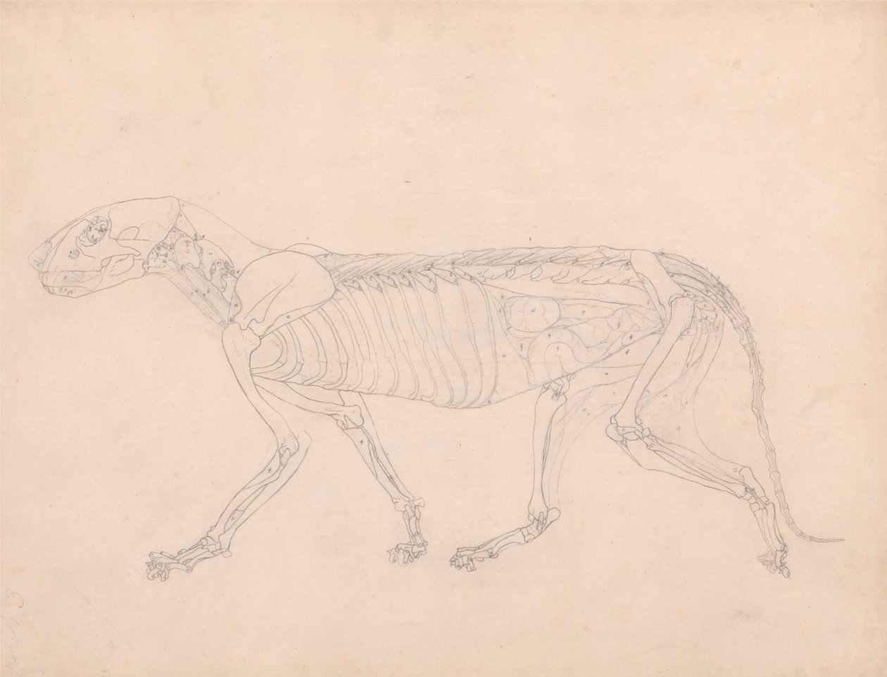 Uma exposição anatômica comparativa da estrutura do corpo humano com a de um tigre e uma co ... de George Stubbs