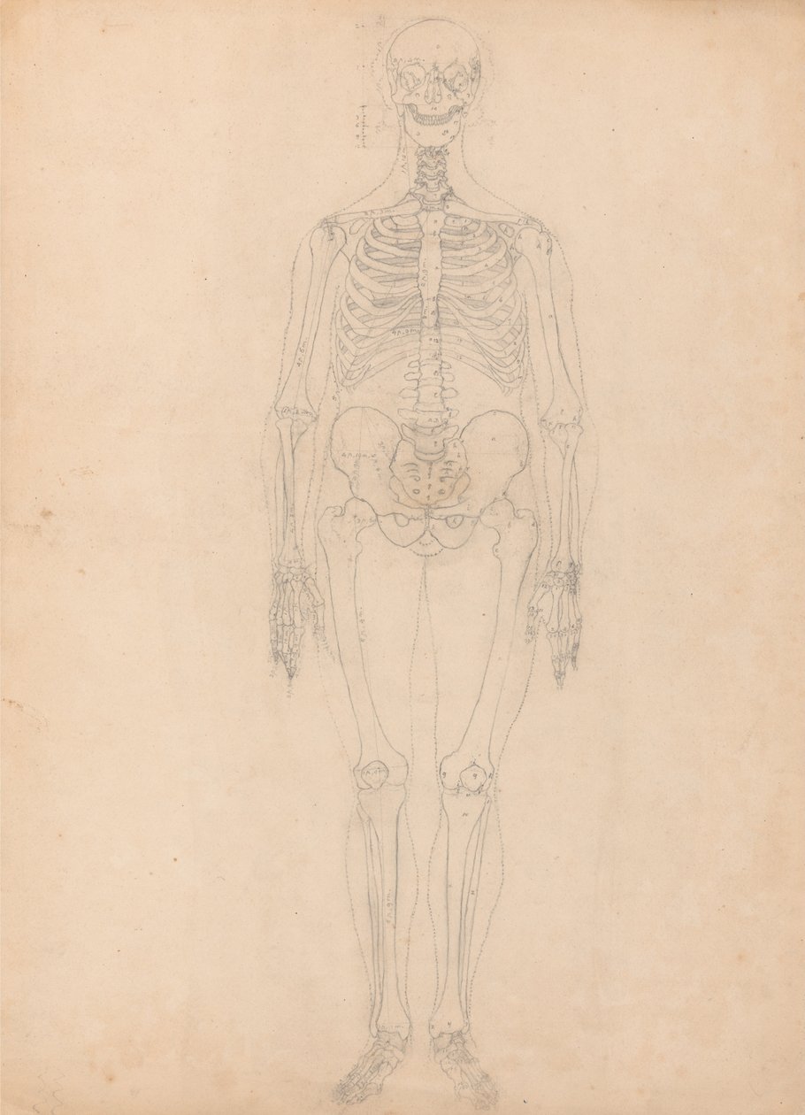 Uma exposição anatômica comparativa da estrutura do corpo humano com a de um tigre e uma co ... de George Stubbs