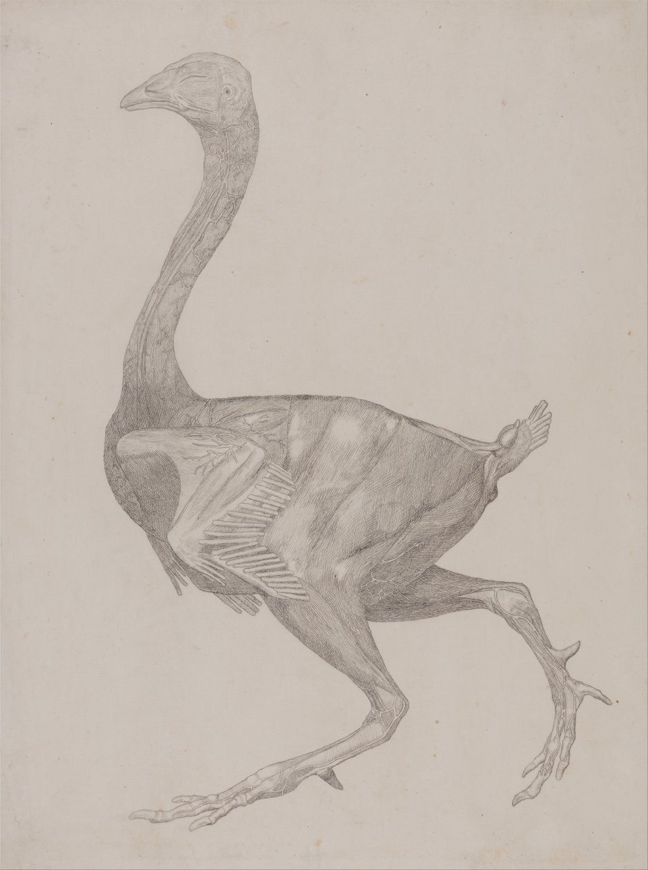 Uma exposição anatômica comparativa da estrutura do corpo humano com a de um tigre e uma co ... de George Stubbs