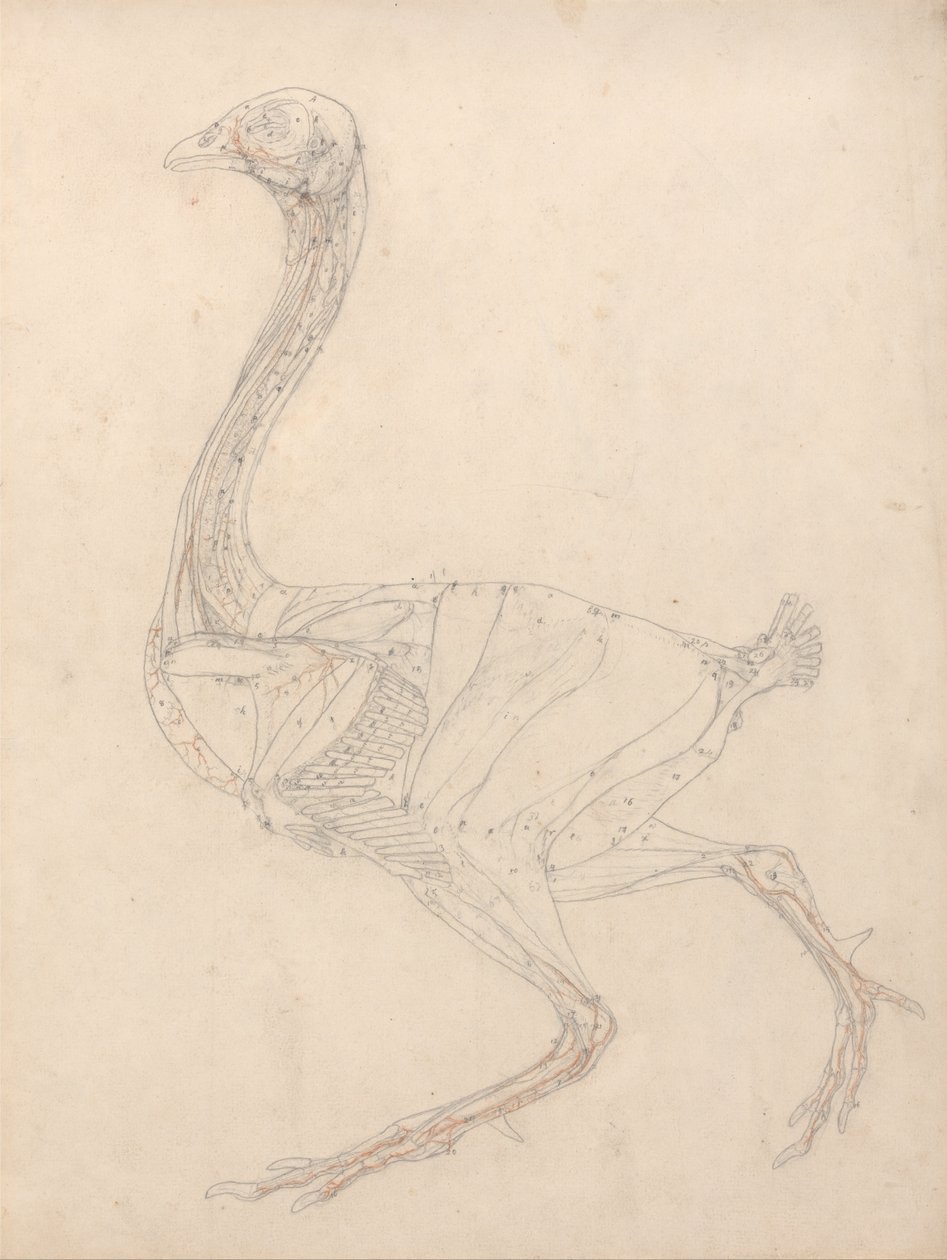 Uma exposição anatômica comparativa da estrutura do corpo humano com a de um tigre e uma co ... de George Stubbs