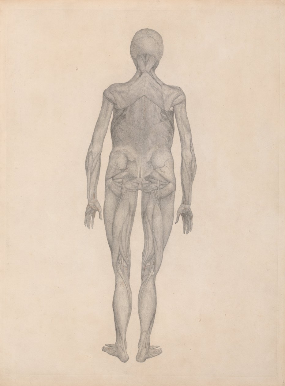 Uma exposição anatômica comparativa da estrutura do corpo humano com a de um tigre e uma co ... de George Stubbs