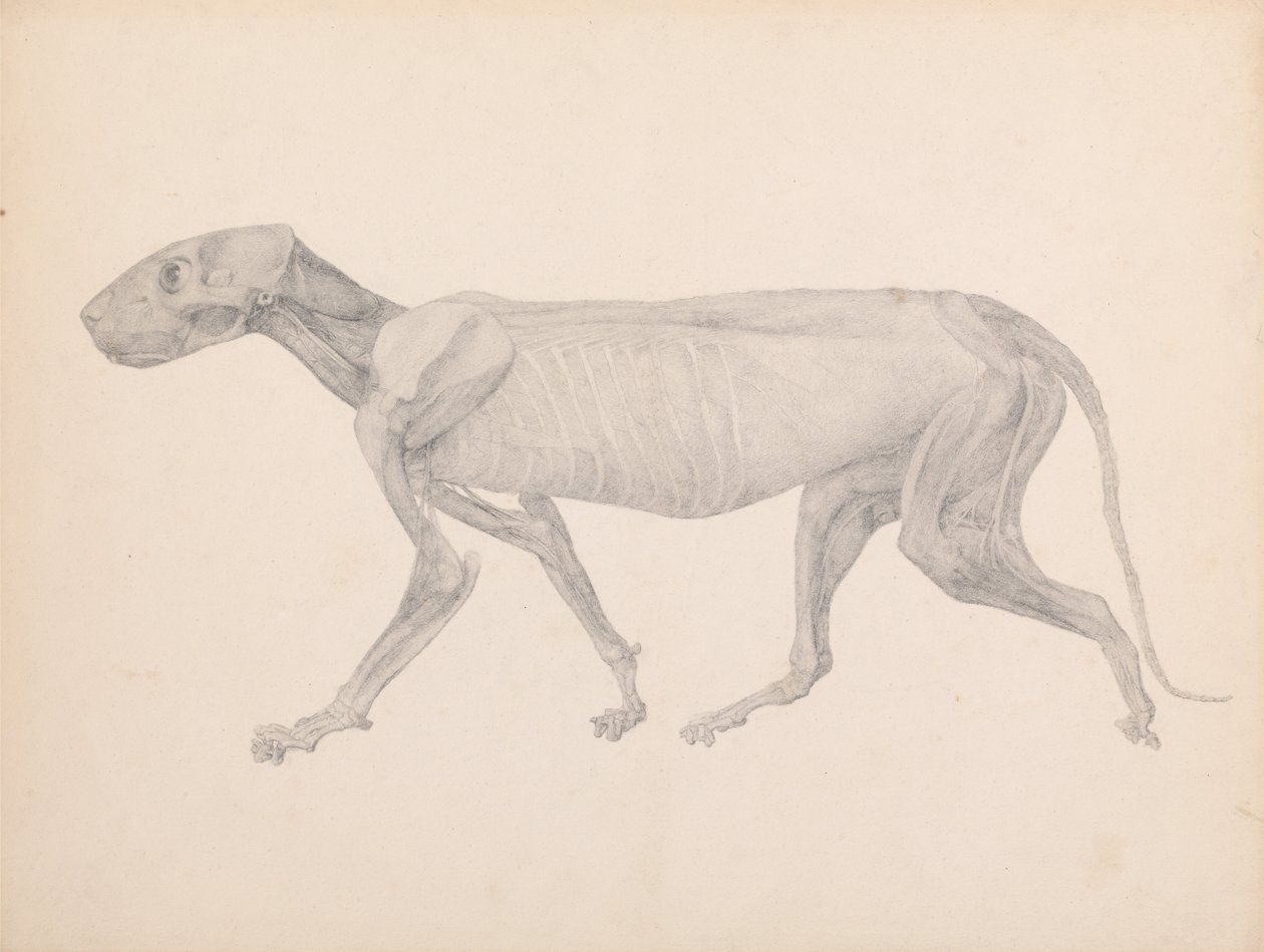 Uma exposição anatômica comparativa da estrutura do corpo humano com a de um tigre e uma co ... de George Stubbs