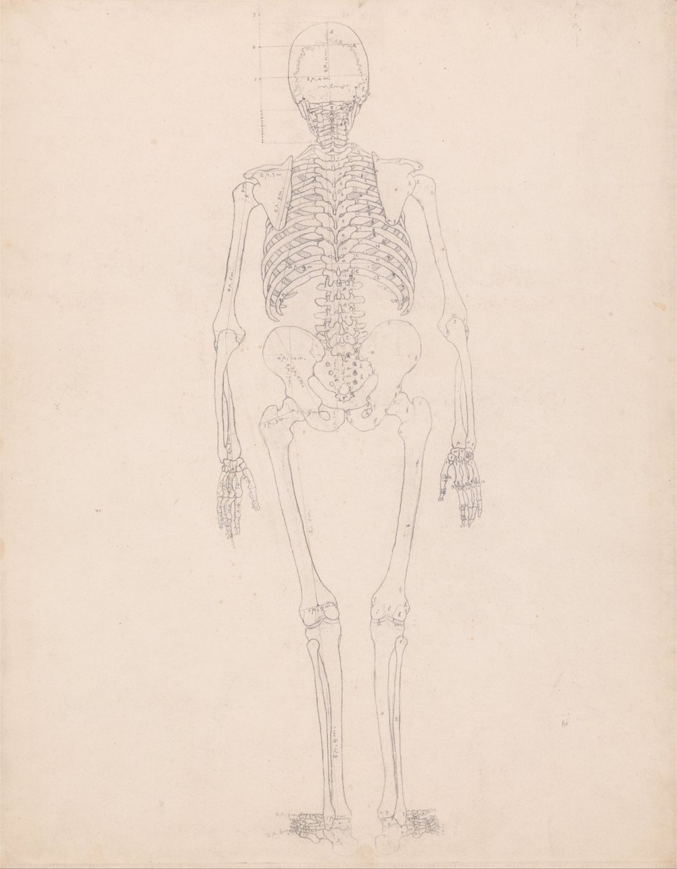 Uma exposição anatômica comparativa da estrutura do corpo humano com a de um tigre e uma co ... de George Stubbs