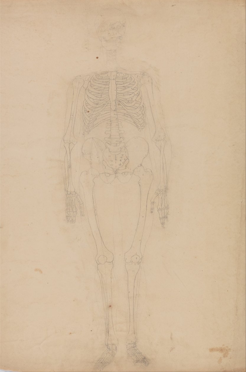 Uma exposição anatômica comparativa da estrutura do corpo humano com a de um tigre e uma co ... de George Stubbs